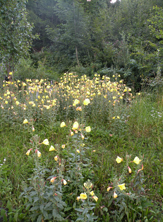 Oenothera glazioviana dal Trentino